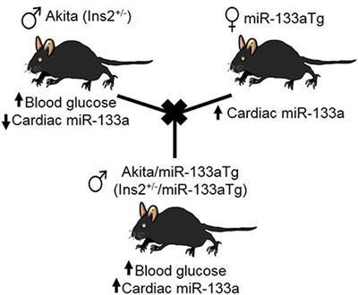 Transgenic Expression of miR-133a in the Diabetic Akita Heart Prevents Cardiac Remodeling and Cardiomyopathy